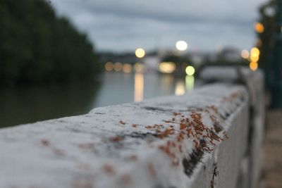 Close-up of ants on retaining wall