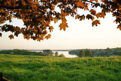 Scenic view of trees on field against sky