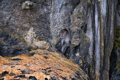 Macaque long tailed monkey playing ocean cliffs phuket bangkok macaca cercopithecinae thailand asia