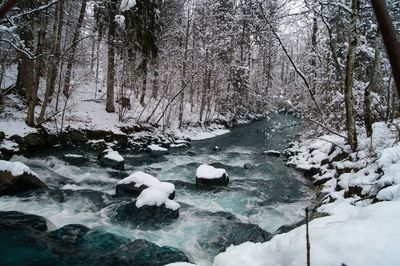 Stream flowing through forest