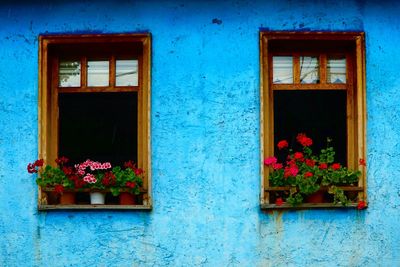 Potted plant on window of house