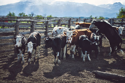 Cows standing in a field in chilean patagonia