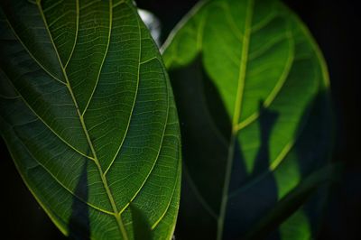 Close-up of green leaves