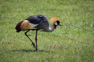 Grey crowned crane on grass