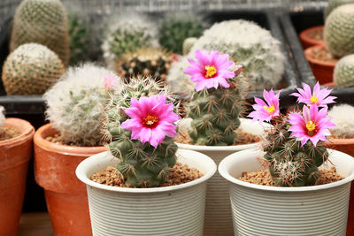 Cactus flower in the plant