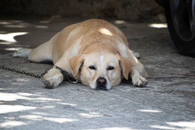 Close-up of a dog sleeping on footpath