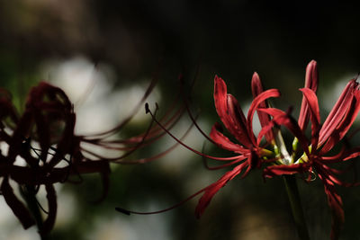 Close-up of red flowering plant