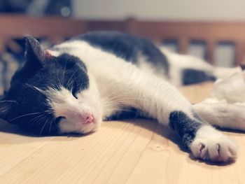 Close-up of cat sleeping on floor