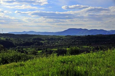 Scenic view of field against sky