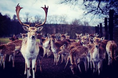 Herd of deer on field