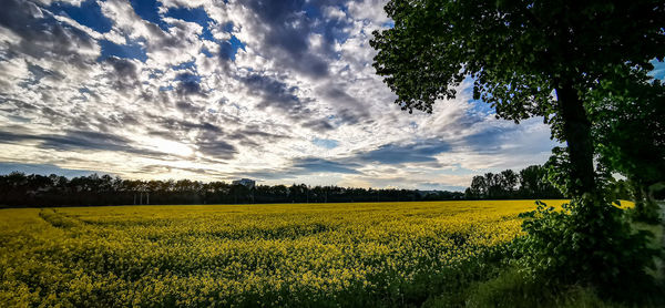 Scenic view of field against sky