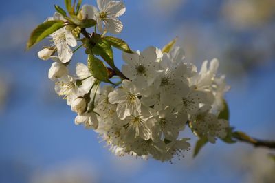 Close-up of cherry blossoms against sky