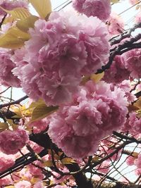 Low angle view of pink flowers