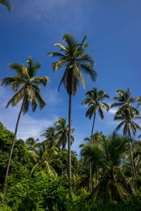 Low angle view of coconut palm trees against sky