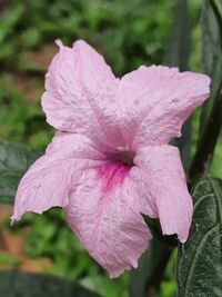 Close-up of pink rose flower