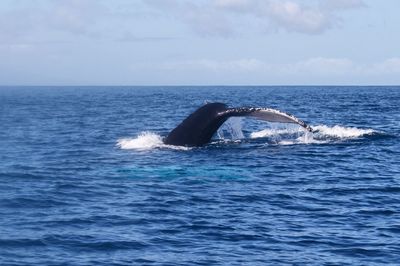 View of whale in sea against sky