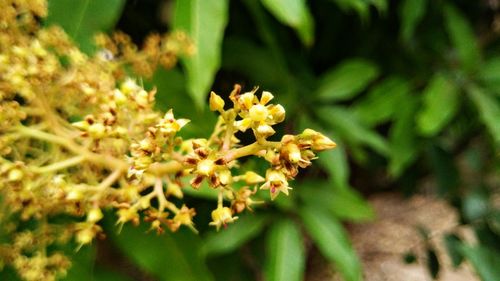 Close-up of yellow flowers blooming outdoors