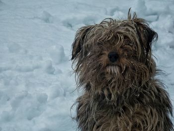 Close-up of dog on snowcapped field