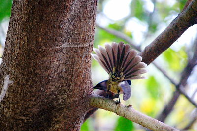 Close-up of a bird on tree trunk