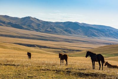 Horses on field against mountain range