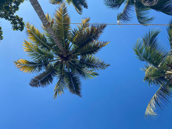 Low angle view of coconut palm tree against clear blue sky