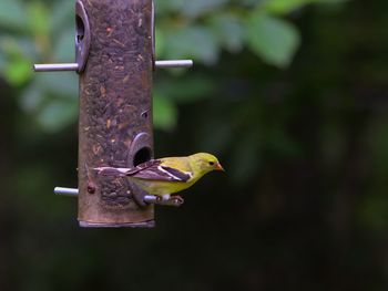 Close-up of bird perching on metal feeder