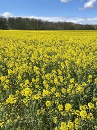 Scenic view of oilseed rape field against sky