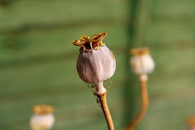 Close-up of wilted flower