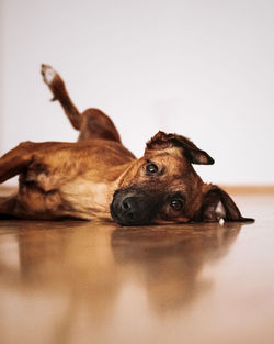Portrait of dog lying on floor at home