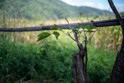 Close-up of plant growing on field