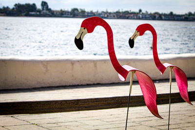 Close-up of swan in sea