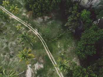 High angle view of trees in forest