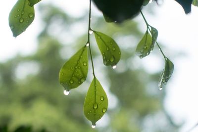 Close-up of wet plant