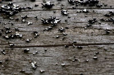 Close-up of wooden plank