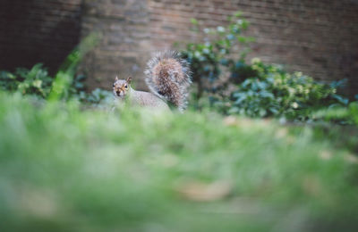 Squirrel on grass