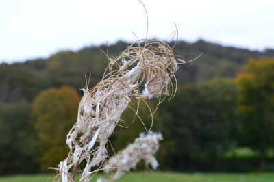 Close-up of plant on field