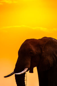 Side view of elephant in the sunset