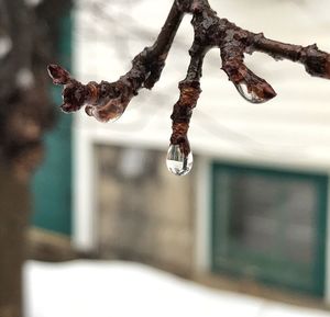 Close-up of water drops on plant