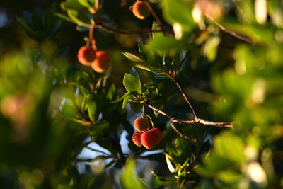 Close-up of berries on tree