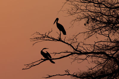 Low angle view of silhouette bird perching on branch