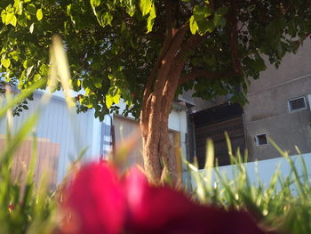 Trees and plants growing in yard of building