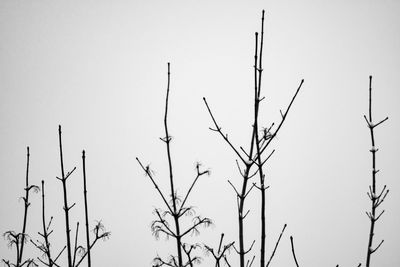 Low angle view of bare tree against clear sky