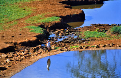 Stork at waterhole in tsavo national park kenya 