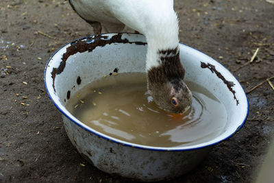 High angle view of horse in bowl