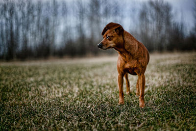 Dogs on field