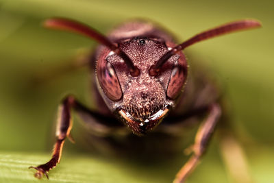 Close-up of insect on leaf