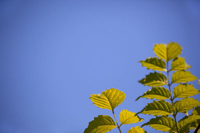 Low angle view of plant against blue sky