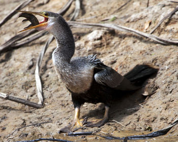 Closeup portrait of anhinga snakebird hunting with whole fish in mouth pampas del yacuma, bolivia.