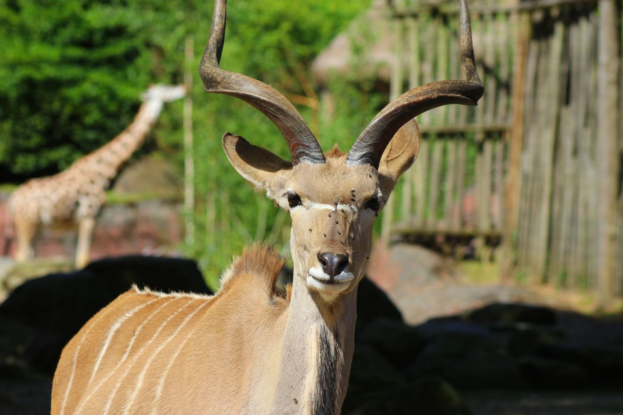 animal themes, mammal, deer, one animal, looking at camera, day, no people, animals in the wild, portrait, nature, standing, outdoors, animal wildlife, stag, domestic animals, close-up