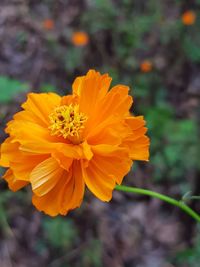 Close-up of yellow marigold blooming outdoors